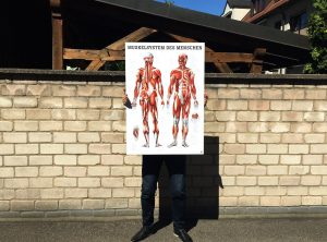 Muskelsystem-Posters auf einer Hardschaumplatte