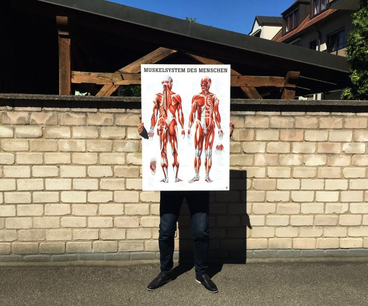 Muskelsystem-Posters auf einer Hardschaumplatte