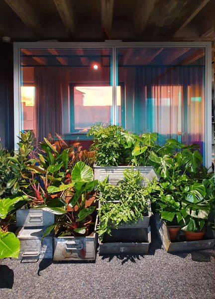 Grüne Zimmerpflanzen vor Glasscheiben mit dichroitische Folie